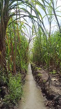 Şeker kamışı tarlasında geleneksel sulama sistemi, kırsal bölgelerdeki yemyeşil baston sıraları arasındaki küçük kanallardan su akışını gösteriyor..