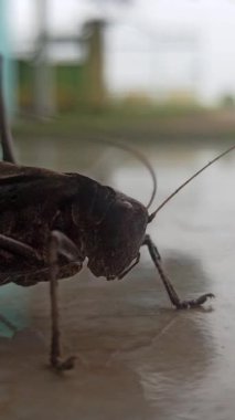 Mecopoda nipponensis, yoğun yeşilliklerin arasında sıcak Asya gecelerinde duyulan gürültülü ritmik cıvıltılarıyla bilinen bir gece katydosudur.