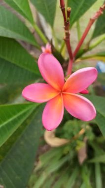 Pembe frangipani yumuşak, güzel kokulu yapraklar ve tropikal cazibeyle açar. Güzelliğin, sükunetin ve doğanın sembolü. Sık sık ılık ve huzurlu bahçelerde bulunur.