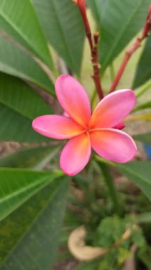 Pembe frangipani yumuşak, güzel kokulu yapraklar ve tropikal cazibeyle açar. Güzelliğin, sükunetin ve doğanın sembolü. Sık sık ılık ve huzurlu bahçelerde bulunur.