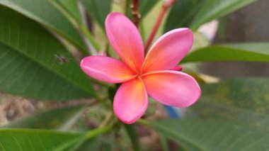 Pembe frangipani yumuşak, güzel kokulu yapraklar ve tropikal cazibeyle açar. Güzelliğin, sükunetin ve doğanın sembolü. Sık sık ılık ve huzurlu bahçelerde bulunur.