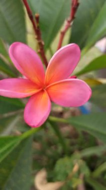 Pembe frangipani yumuşak, güzel kokulu yapraklar ve tropikal cazibeyle açar. Güzelliğin, sükunetin ve doğanın sembolü. Sık sık ılık ve huzurlu bahçelerde bulunur.