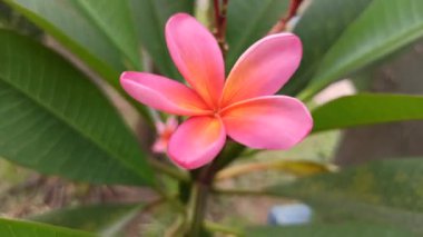 Pembe frangipani yumuşak, güzel kokulu yapraklar ve tropikal cazibeyle açar. Güzelliğin, sükunetin ve doğanın sembolü. Sık sık ılık ve huzurlu bahçelerde bulunur.