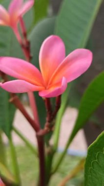 Pembe frangipani yumuşak, güzel kokulu yapraklar ve tropikal cazibeyle açar. Güzelliğin, sükunetin ve doğanın sembolü. Sık sık ılık ve huzurlu bahçelerde bulunur.