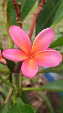 Pembe frangipani yumuşak, güzel kokulu yapraklar ve tropikal cazibeyle açar. Güzelliğin, sükunetin ve doğanın sembolü. Sık sık ılık ve huzurlu bahçelerde bulunur.