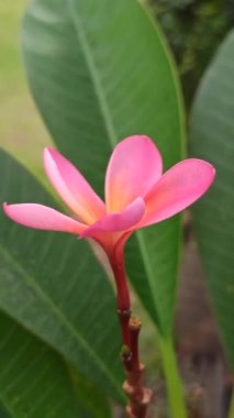 Pembe frangipani yumuşak, güzel kokulu yapraklar ve tropikal cazibeyle açar. Güzelliğin, sükunetin ve doğanın sembolü. Sık sık ılık ve huzurlu bahçelerde bulunur.