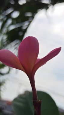 Pembe frangipani yumuşak, güzel kokulu yapraklar ve tropikal cazibeyle açar. Güzelliğin, sükunetin ve doğanın sembolü. Sık sık ılık ve huzurlu bahçelerde bulunur.