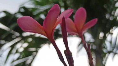 Pembe frangipani yumuşak, güzel kokulu yapraklar ve tropikal cazibeyle açar. Güzelliğin, sükunetin ve doğanın sembolü. Sık sık ılık ve huzurlu bahçelerde bulunur.