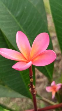 Pembe frangipani yumuşak, güzel kokulu yapraklar ve tropikal cazibeyle açar. Güzelliğin, sükunetin ve doğanın sembolü. Sık sık ılık ve huzurlu bahçelerde bulunur.