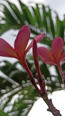 Pembe frangipani yumuşak, güzel kokulu yapraklar ve tropikal cazibeyle açar. Güzelliğin, sükunetin ve doğanın sembolü. Sık sık ılık ve huzurlu bahçelerde bulunur.