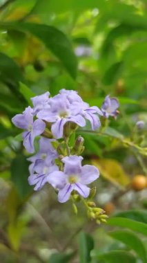 Duranta ereksiyon halinde küçük mor çiçek kümeleri ve canlı çalılar ve tropikal bahçe renkleri için mükemmel altın böğürtlenler bulunur.