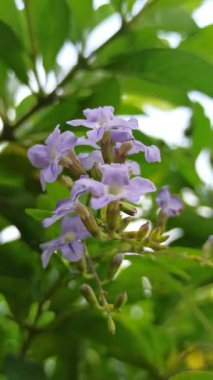 Duranta ereksiyon halinde küçük mor çiçek kümeleri ve canlı çalılar ve tropikal bahçe renkleri için mükemmel altın böğürtlenler bulunur.