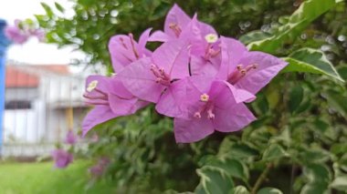 Bougainvillea canlı, pembe, mor ya da turuncu tonları olan kartonpiyerler sergiliyor. Güneşli bahçeler ve dekoratif çitler için mükemmel bir tropikal bitki.