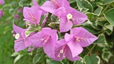 Bougainvillea canlı, pembe, mor ya da turuncu tonları olan kartonpiyerler sergiliyor. Güneşli bahçeler ve dekoratif çitler için mükemmel bir tropikal bitki.