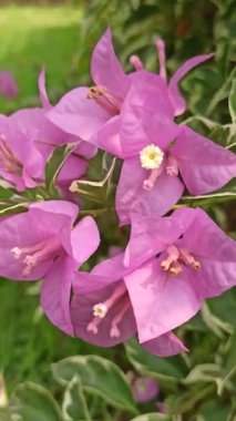 Bougainvillea canlı, pembe, mor ya da turuncu tonları olan kartonpiyerler sergiliyor. Güneşli bahçeler ve dekoratif çitler için mükemmel bir tropikal bitki.