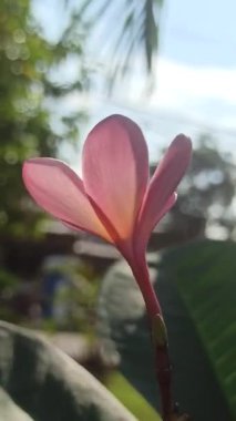 Ağaçtaki pembe frangipani