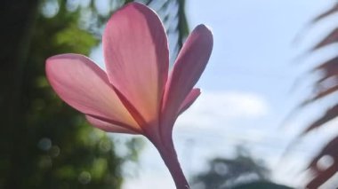 Ağaçtaki pembe frangipani