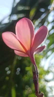 Ağaçtaki pembe frangipani