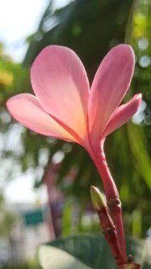 Ağaçtaki pembe frangipani