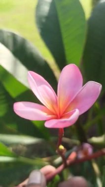 Ağaçtaki pembe frangipani