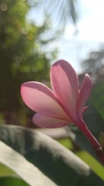 Ağaçtaki pembe frangipani