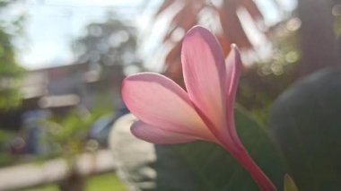 Ağaçtaki pembe frangipani
