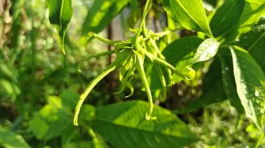 Ağaçtaki yeşil kananga