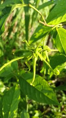 Ağaçtaki yeşil kananga