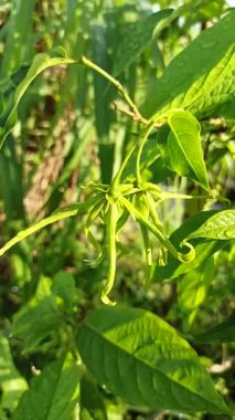 Ağaçtaki yeşil kananga