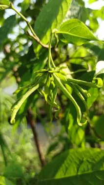 Ağaçtaki yeşil kananga