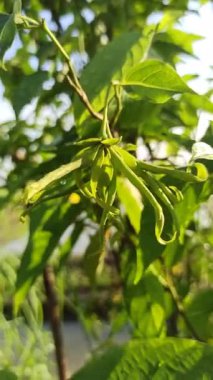 Ağaçtaki yeşil kananga