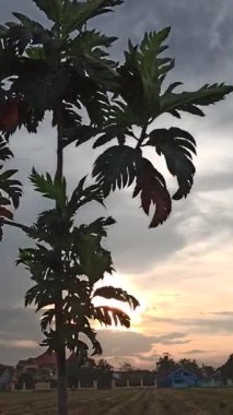 Ekmek meyvesi ağacı sıcak bir öğleden sonra parlar açık memeler geniş yapraklar dökülen gölgeler, tropikal huzur ve sessiz güzelliği çağrıştırır.