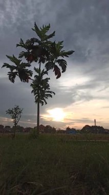 Ekmek meyvesi ağacı sıcak bir öğleden sonra parlar açık memeler geniş yapraklar dökülen gölgeler, tropikal huzur ve sessiz güzelliği çağrıştırır.