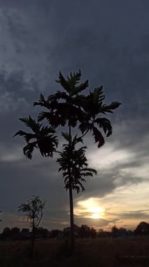 Ekmek meyvesi ağacı sıcak bir öğleden sonra parlar açık memeler geniş yapraklar dökülen gölgeler, tropikal huzur ve sessiz güzelliği çağrıştırır.