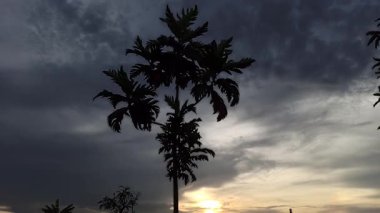 Ekmek meyvesi ağacı sıcak bir öğleden sonra parlar açık memeler geniş yapraklar dökülen gölgeler, tropikal huzur ve sessiz güzelliği çağrıştırır.