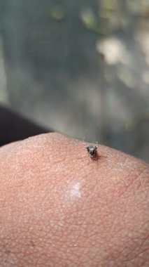  Sivrisinek insan elini ısırır. Dang ya da sıtma gibi rahatsızlıklara ve potansiyel sağlık risklerine neden olur. Tropikal açık alanlarda ve durgun suyun yakınında yaygındır.