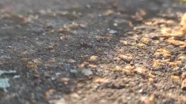 Kırmızı karıncalar küçük bir aperatif parçasının etrafında toplanıyor.