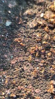 Kırmızı karıncalar küçük bir aperatif parçasının etrafında toplanıyor.