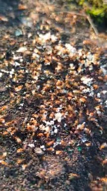 Kırmızı karıncalar küçük bir aperatif parçasının etrafında toplanıyor.