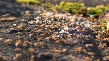 Kırmızı karıncalar küçük bir aperatif parçasının etrafında toplanıyor.