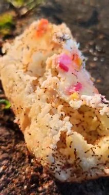 Kırmızı karıncalar küçük bir aperatif parçasının etrafında toplanıyor.