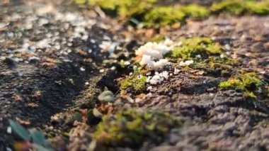 Kırmızı karıncalar küçük bir aperatif parçasının etrafında toplanıyor.