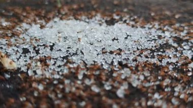 Kırmızı karıncalar kristal şeker kaynıyor.