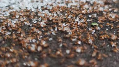 Kırmızı karıncalar kristal şeker kaynıyor.