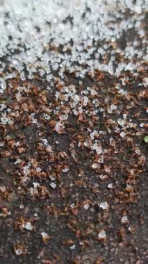 Kırmızı karıncalar kristal şeker kaynıyor.