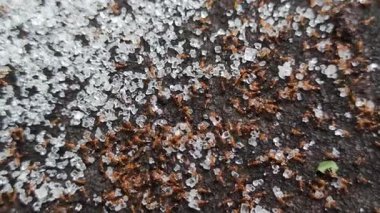 Kırmızı karıncalar kristal şeker kaynıyor.