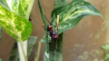 Büyük kafalı eşek arısı son derece tehlikelidir. Saldırgan davranışı ve güçlü iğnesiyle tanınır.