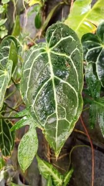 Büyük kadife yeşil yaprakları ve parlak beyaz damarları olan Anthurium kristallinum yumuşak doğal ışıkta zarif tropikal yaprakları gösteriyor..