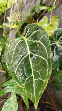 Büyük kadife yeşil yaprakları ve parlak beyaz damarları olan Anthurium kristallinum yumuşak doğal ışıkta zarif tropikal yaprakları gösteriyor..