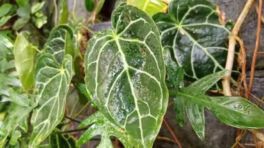 Büyük kadife yeşil yaprakları ve parlak beyaz damarları olan Anthurium kristallinum yumuşak doğal ışıkta zarif tropikal yaprakları gösteriyor..